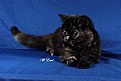 Picture Title - Exotic Torti