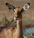 Picture Title - Mommy Impala