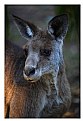 Picture Title - Kangaroo