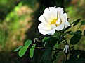 Picture Title - Burnet rose