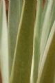 Picture Title - Yucca I