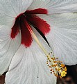 Picture Title - White Hibiscus