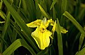 Picture Title - An iris