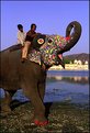 Picture Title - Painted Elephant