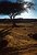 Sinai Desert Tree