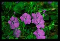 Picture Title - violets