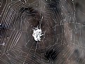Picture Title - A Spider (Man!)