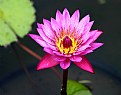 Picture Title - Lotus