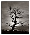 Picture Title - Naked tree