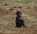 Picture Title - Baby Baboon 