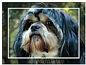 Picture Title - The Soulful Shi Tzu