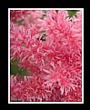 Picture Title - Pink Fluffy Flower Strands
