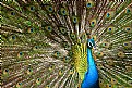 Picture Title - Peacock