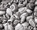 Picture Title - Still Life Shells