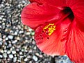 Picture Title - Red Hibiscus - Side shot