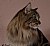 Maine Coon Profile