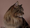 Picture Title - Maine Coon Profile