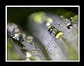 Picture Title - Raindrops on Plant Stalk