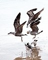 Picture Title - "Gaviotas y Olas" 20