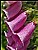 Purple Foxgloves