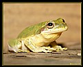 Picture Title - "Tree Frog"
