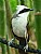 Just a bird