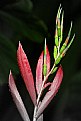 Picture Title - Bromeliad Flower