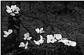 Picture Title - White Dogwood