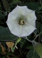 Picture Title - Prying to the Sacred Datura