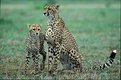 Picture Title - Cheetah & cub