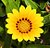 Yellow Gazania