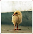 Picture Title - Wandering chick