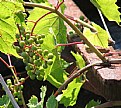 Picture Title - early grapes