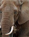 Picture Title - elephant