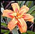 Day Lily 5