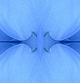 Picture Title - blue petal bow......