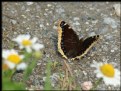 Picture Title - Mourning Cloak (Nymphalis antiopa)