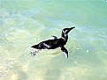 Picture Title - Pingüim