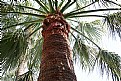 Picture Title - Palm tree.