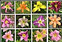 Picture Title - Day Lily Collage