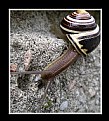 Picture Title - Snail on the Edge