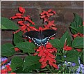 Picture Title - Black Butterfly