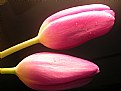 Picture Title - Tulips_1