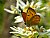 Butterfly on Leontopodium alpinum
