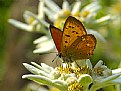 Picture Title - Butterfly on Leontopodium alpinum