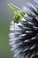 Picture Title - grasshopper