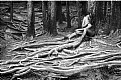 Picture Title - Roots