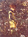 Picture Title - Munia in cotton trees