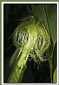 Picture Title - Corn Silks 2