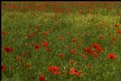 Picture Title - Red field